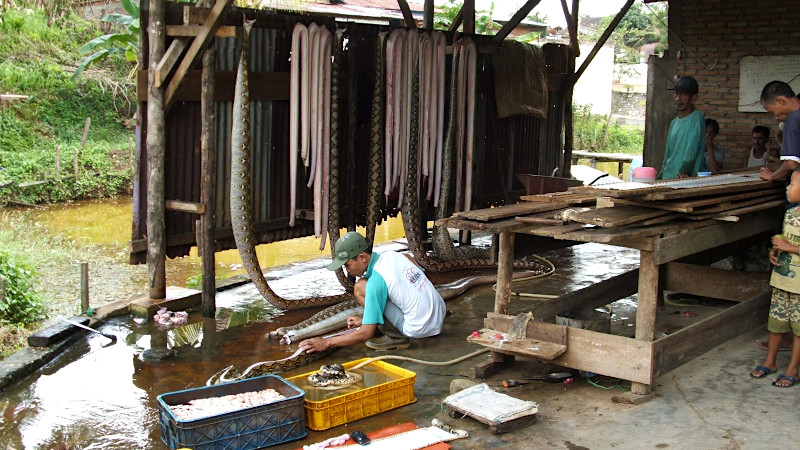 Reptile skinning facility, Riau Province, Sumatra, Indonesia